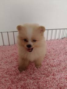 teacup Pomeranian e