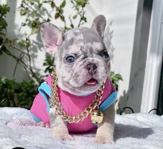 FRENCH BULLDOG PUPPIES FB277🌻Cute Puppy Available