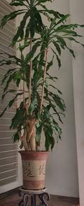 20 Years 巴西鐵樹 Dracaena fragrans 7 feet