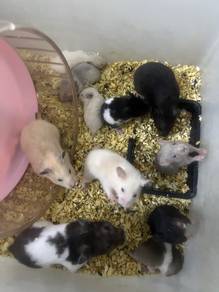 Hamster syrian murah