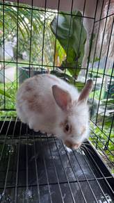 Arnab untuk dijual