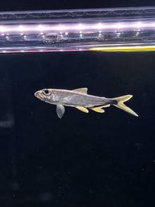 Black Line Tetra / Moenkhausia Costae 2.5 CM