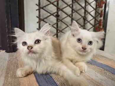 Maine Coon Mix Kitten