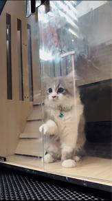 kucing munchkin