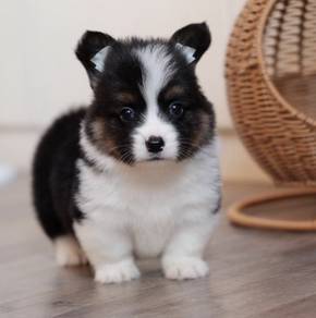 CORGI PUPPIES C0177 🌻 Available Male