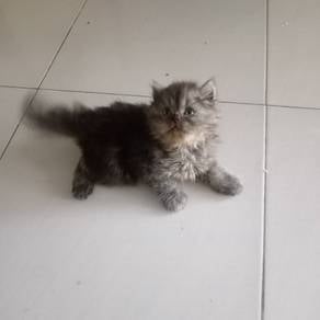 kucing betina