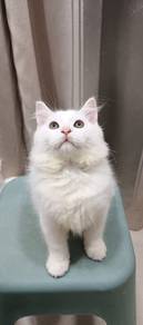 Turkish angora