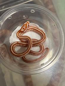 Cornsnake (Amel Tessera)