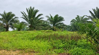 Agricultural Land in Kota Tinggi, JHR