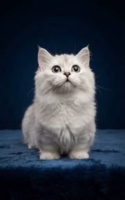 Munchkin High Quality Female kitten