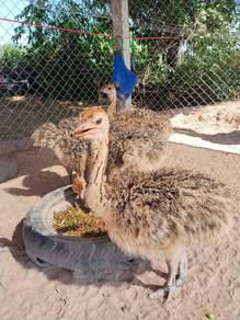 anak burung unta sepasang