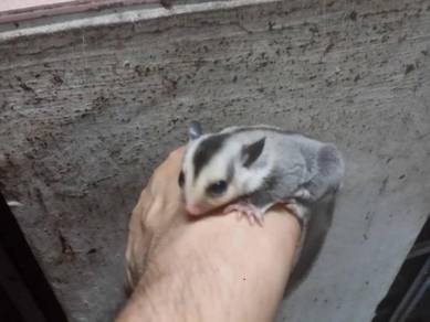 White Face Sugar Glider