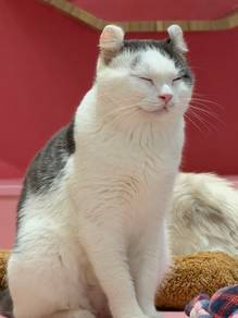 American Curl cat