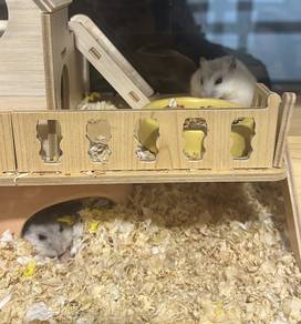 winter white hamster