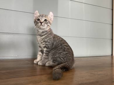 American Curl (Male)