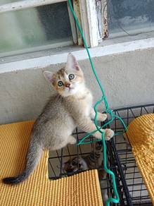BSH GOLDEN KITTEN (color25)