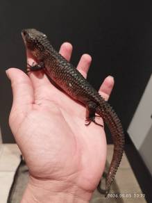 Water skink