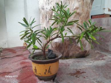 Bonsai with purple clay pot