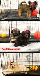 pomshii puppies for sale