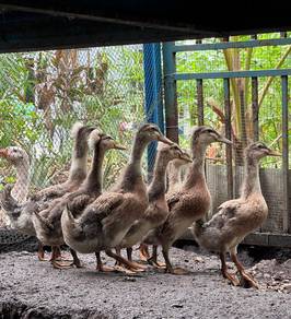 Itik Mallard / Jambul