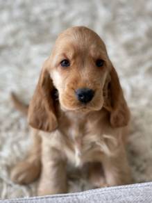 Irresistible Cocker Spaniel Sweet Face Long Ear Pu