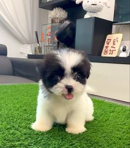 ShihTzu Female