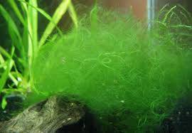 Hair Algae makanan hidupan air