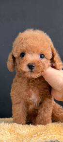 Rare Blue Eyes Toy Poodles 1Cappuccino and 1 Latte