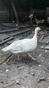 ayam belanda