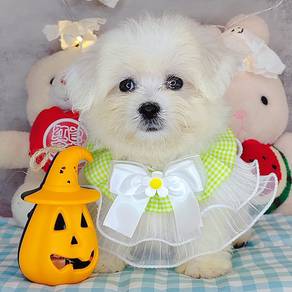 Maltese