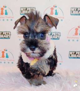 Schnauzer