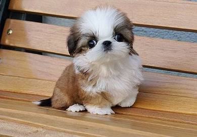 Shih tzu