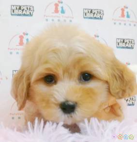 Maltipoo