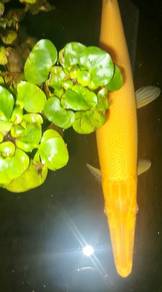 albino predator fish (nego) 