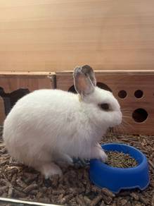 Rabbit/ Netherland dwarf for sale
