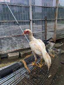 Ayam bangkok klasik