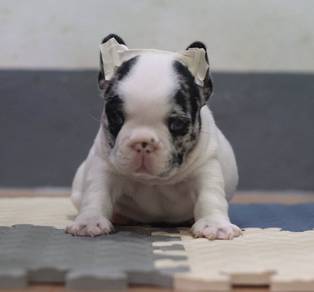 FRENCH BULLDOG PUPPIES G24🌻 Merle