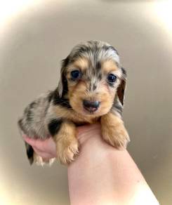 A7045 Mesmerizing Dachshnd Cutu Long Body Puppy Do