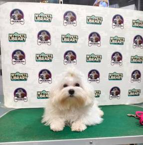Big Head maltese 26Apr2026