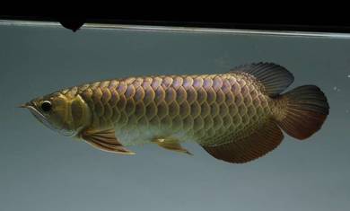 arowana malaysia golden 13 inch-wholesale