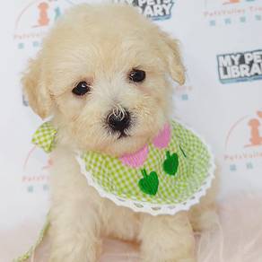 Poodle
