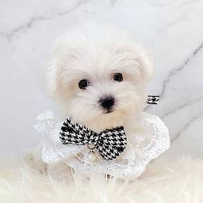 Bichon