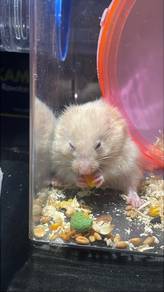 Hamster Syrian