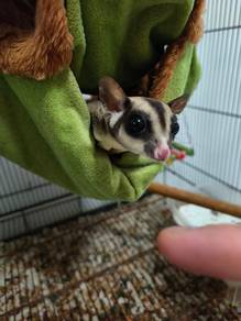 Sugar glider