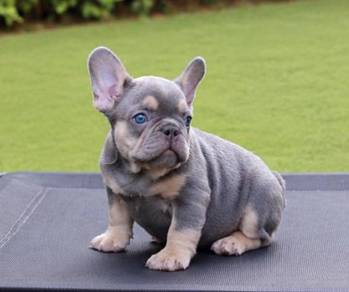 FRENCH BULLDOG PUPPIES S224 🌻 Premium Quality