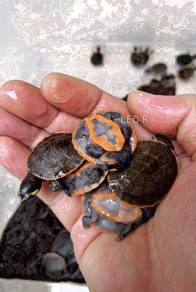 Red-Bellied Short-Necked Turtle / Kura-Kura