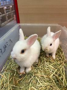 Netherland Dwarf Rabbit for Sale