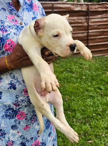 Dogo Argentino