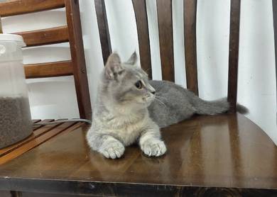munchkin curl