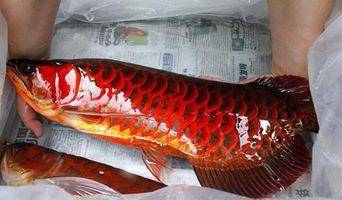 Blood red arowana 5 inch -wholesale price